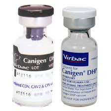CANIGEN DHP 3-1 INJ.VET 1ML